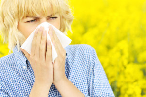 28355855 - a portrait of a sneezing woman over a yellow field of flowers