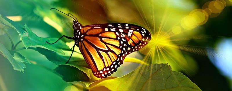 How to Transition PI Patients Into Life-Long Wellness Clients