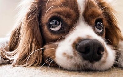 Two Paws Up: How Pets Can Improve Your Life