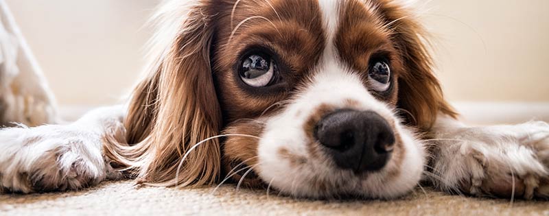 Two Paws Up: How Pets Can Improve Your Life