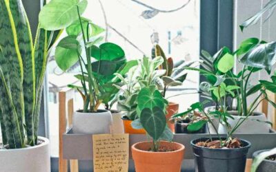 Leaf It to the Plants 🌿: How Bringing Nature Indoors Boosts Your Health This Fall